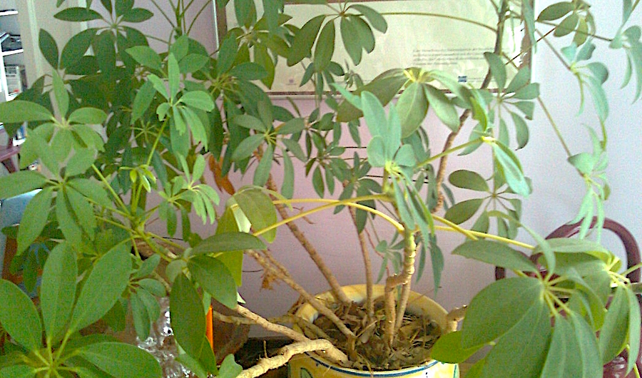How To Fix A Leggy Umbrella Plant Gardener Indoors